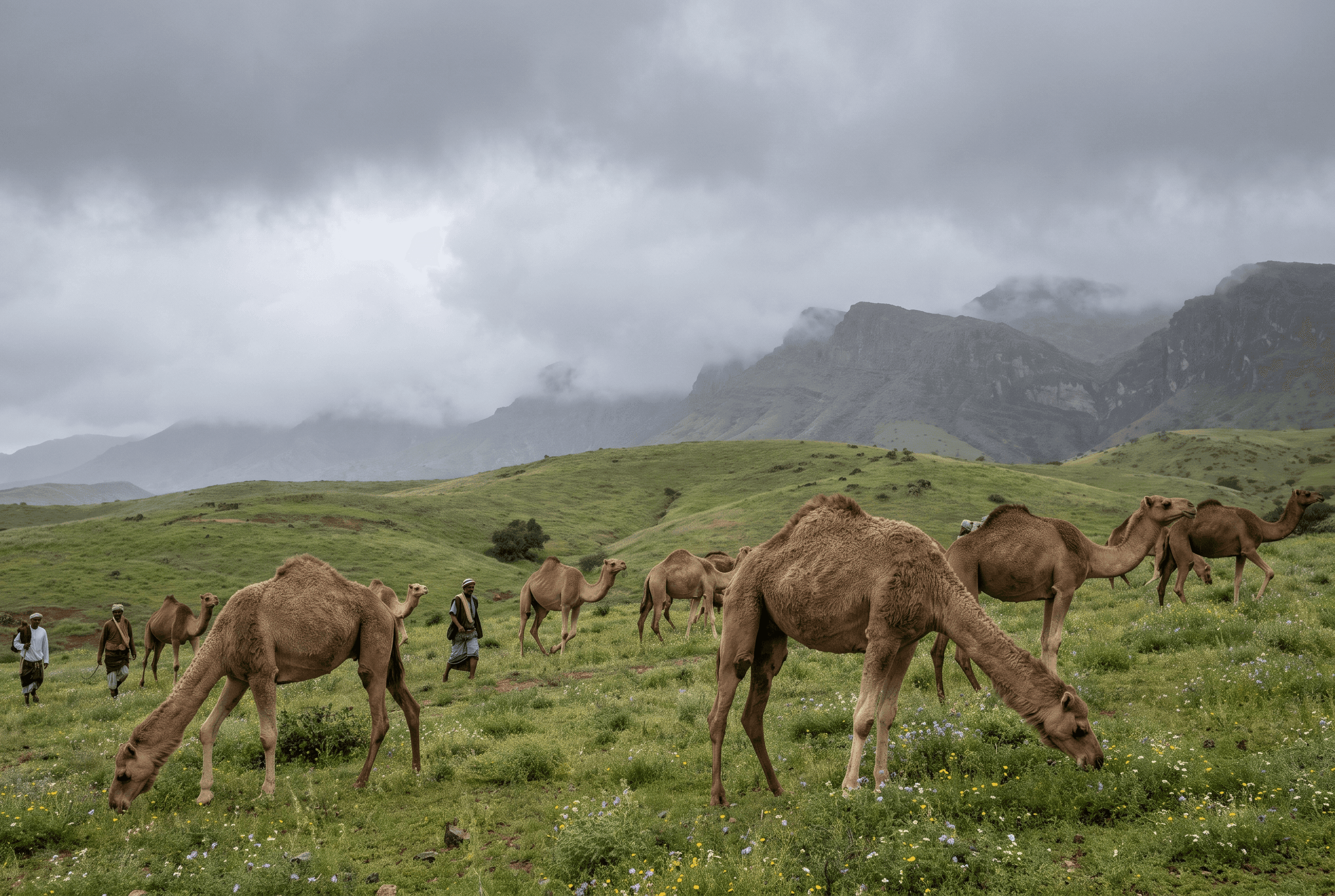 Camels grazing on green plains near Salalah with fog
