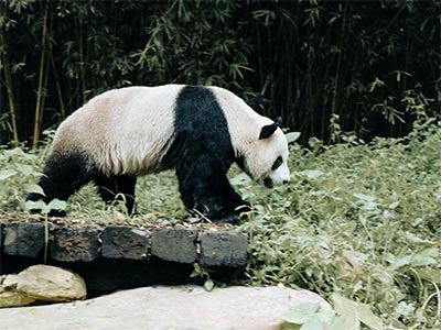 The Pandas of Chengdu2