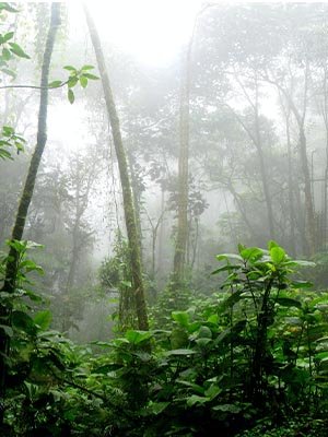 the pantanal